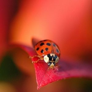 Meet your Posher, Red